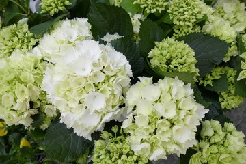 flower in a fresh sunny spring day