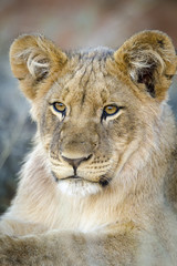 Lion (Panthera leo) cub. Northern Cape. South Africa.