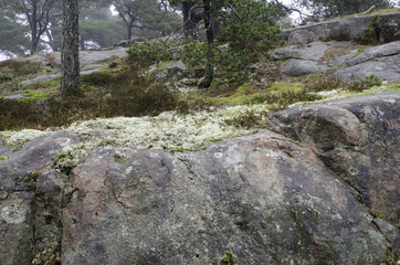 Fototapeta na wymiar one little forrest with tree and stone and a lot of moss