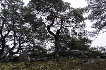 Obraz premium a pine tree with many crooked branches