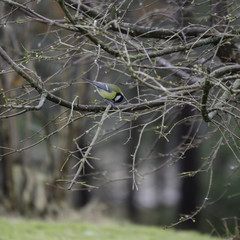 one great tit sitting in tree