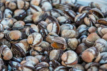 Muscheln zum Verkauf auf Fischmarkt