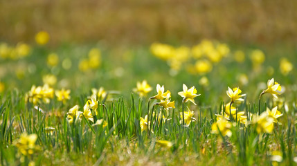 Gelbe Wildnarzissen in der Natur © E. Schittenhelm