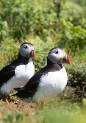 Two Puffins in grass