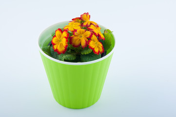 Wonderful flower primrose grow in green plastic pot isolated on white