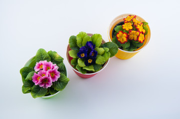 Top view on three different color primula flowers on white background