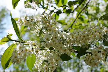 Blooming bird cherry white. White bird cherry against a background of green foliage and sunlight reflecting through leaves