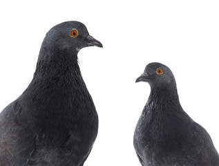 black pigeons