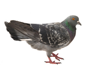  gray pigeon