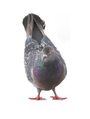  gray pigeon