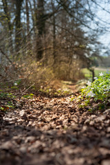 natur weg wald