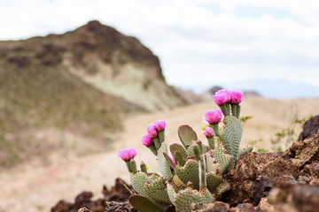 Super Bloom © Alice
