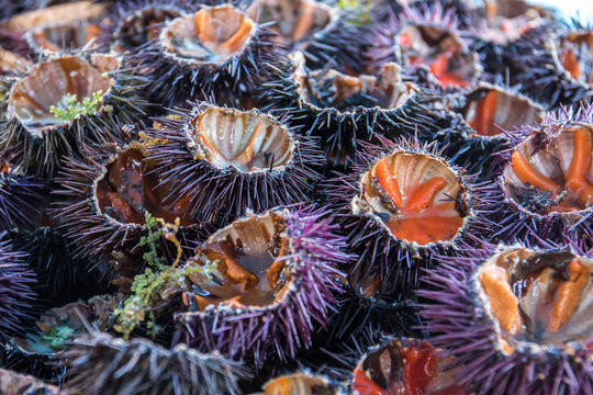 Seeigel auf Fischmarkt in Italien