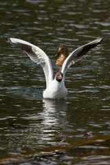 photo of a Black headed seagull just landed on the water