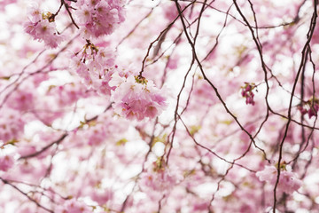 Pink cherry blossom tree