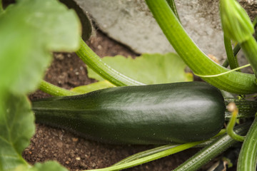 Fresh grown squash