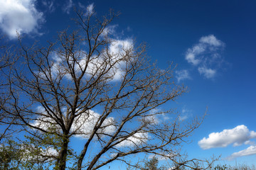 Tree with dead branches and background of sky and clouds.