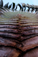 leaves close up background.