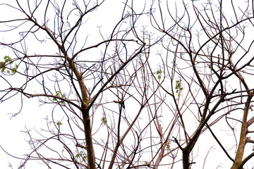 sticks and leaf texture