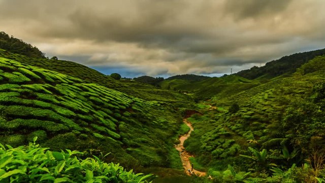 Colored clouds flying above the tea plantations in the early morning

