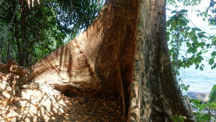 Reisen, Pflanzen, Natur