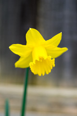 Daffodil yellow macro