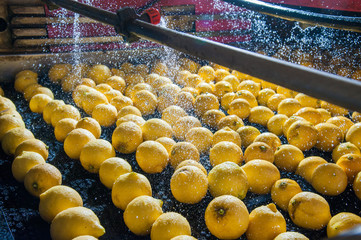 Primofiore lemons of the variety Femminello Siracusano during the washing process of a modern production line