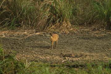 A Muntjac feeding on salt lick nearby in Thungyai Naresuan Wildlife Sanctuaries.