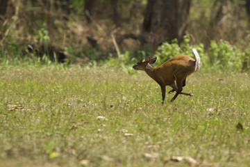 A Muntjac in Thong Pha Phum National Park