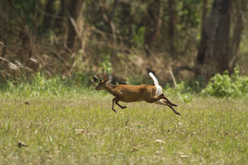A Muntjac in Thong Pha Phum National Park