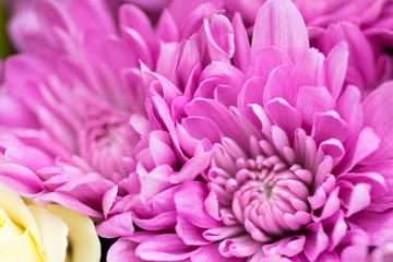 Fototapeta premium Macro close up of flowers