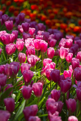 Tulip flowers during Chiang Mai Flower Festival