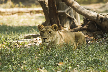 Naklejka na ściany i meble With a similar environment to Africa, Thailand easily become a new home for this lion family with only little change in their habitats. 