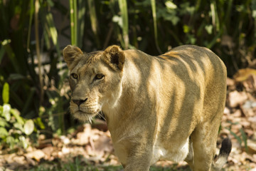 Obraz premium With a similar environment to Africa, Thailand easily become a new home for this lion family with only little change in their habitats. 