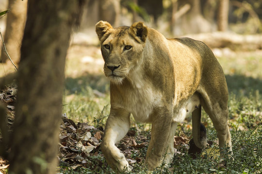 With a similar environment to Africa, Thailand easily become a new home for this lion family with only little change in their habitats. 