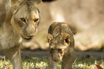 With a similar environment to Africa, Thailand easily become a new home for this lion family with only little change in their habitats. 