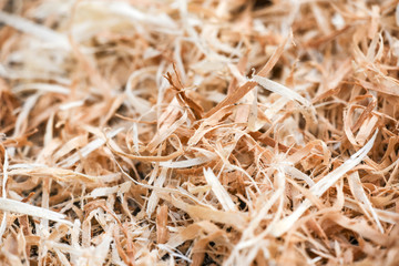 A lot of wood shavings in forest