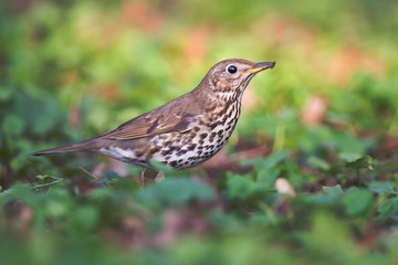 Song thrush (Turdus philomelos)