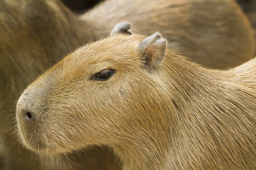 Close up Capybara