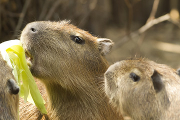 Close up Capybara