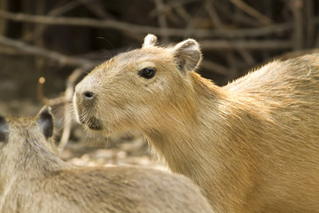 Close up Capybara