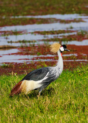 Crone crane on green shore. SweetWater, Kenya