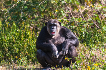 Thoughtful chimpanzee on shore of pond. SweetWater, Kenya