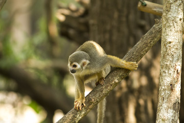 Naklejka premium These Squirrel Monkeys have no difficulty in getting used to their new home in Thailand. We also found them very tamed to visitors. 