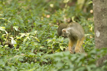 Obraz premium The Squirrel Monkey is a small species of New World Monkey that is natively found in the forests and tropical jungles of Central and South America. 