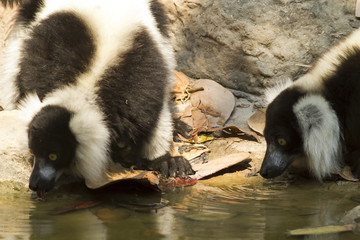 The Lemur in the zoo