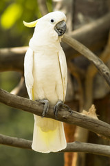 Cockatoos are recognisable by the showy crests and curved bills. Their plumage is generally less...