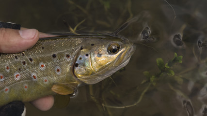 Fish caught by fly fishing tackle.