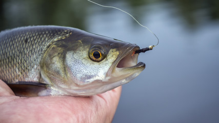 Fish caught by fly fishing tackle.