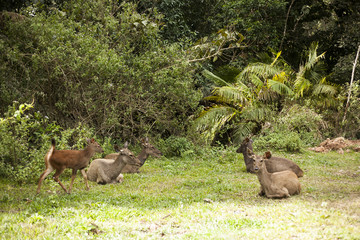 One hot afternoon in Thong Pha Phum National Park, the group Samba Deer are resting nearby the jungle.